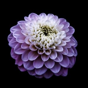 White and Purple Flower on Black