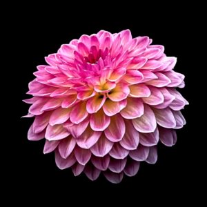 Pink Dahlia on Black