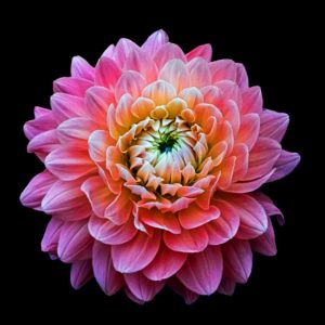 Closed Dahlia on Black