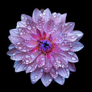 Dahlia with Water Droplets on Black