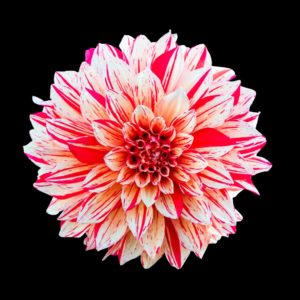 Striped Dahlia on Black