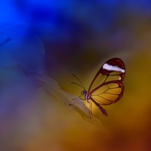 Butterfly on Blue and Orange Hue
