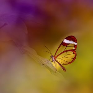 Butterfly on Pink and Yellow Hue