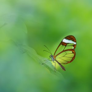Butterfly on Green Hue