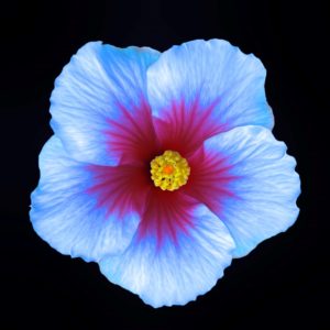 Habiscus on Black