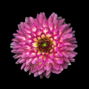 Open Dahlia on Black