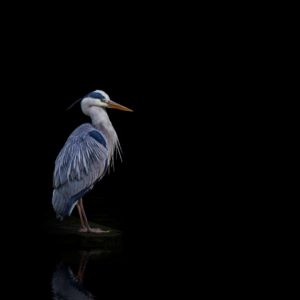 Heron on Black