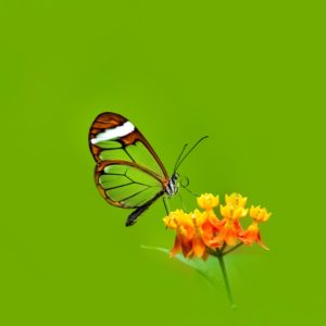 Butterfly on Flat Green