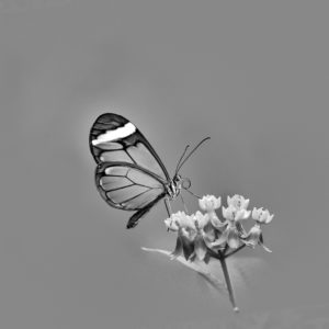 Butterfly on Flat Grey