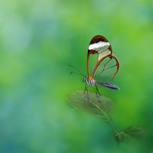 Butterfly on Green and Blue Hue