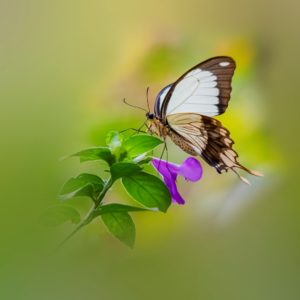 Butterfly on Green and Yellow Hue
