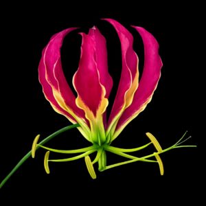 Gloriosa Superba on Black