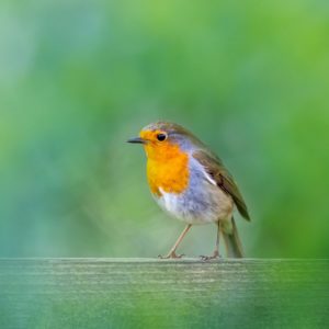 Sparrow on Green Hue