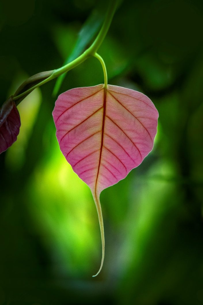 Hardik Pandya Photographer Leicester - Natural Photographer